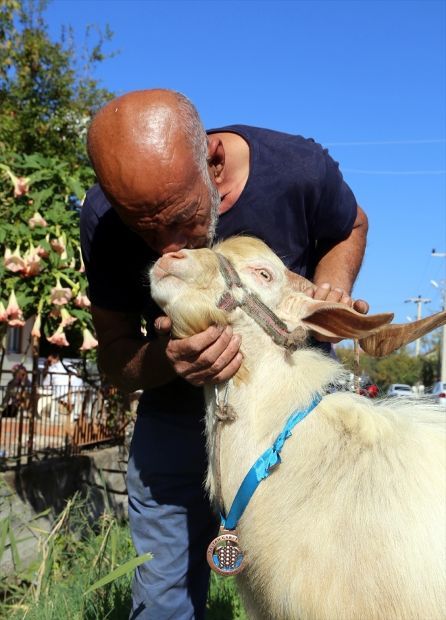 Sporcularla koşan keçiye madalya