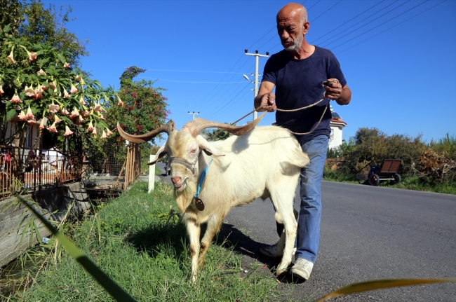 Sporcularla koşan keçiye madalya
