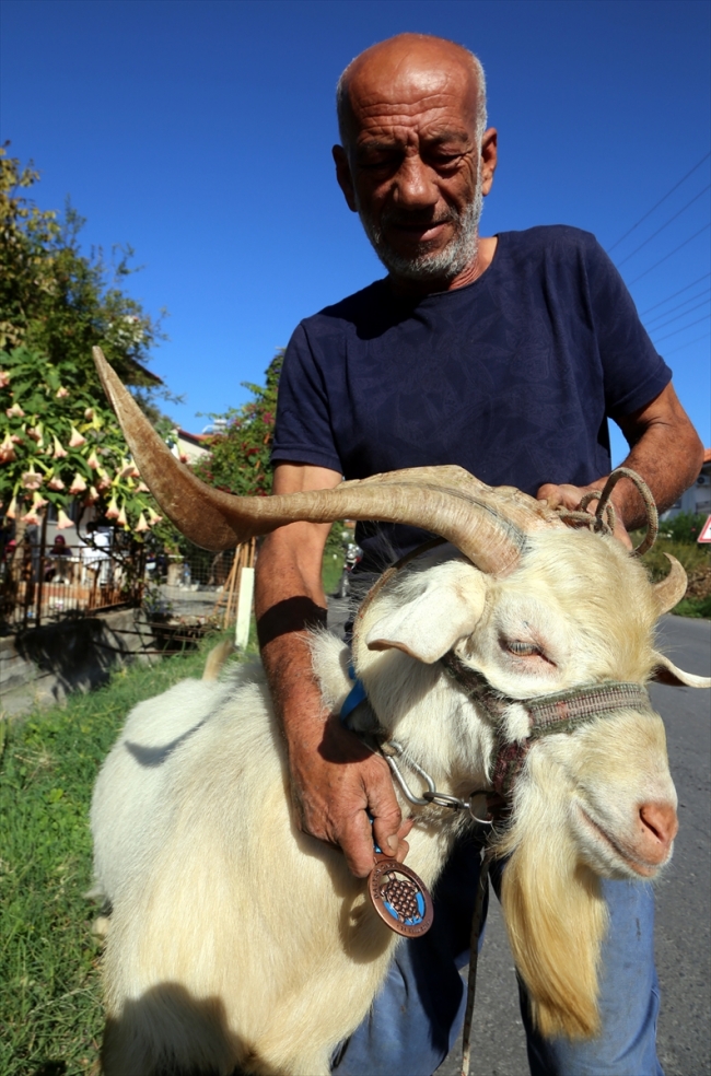 Sporcularla koşan keçiye madalya