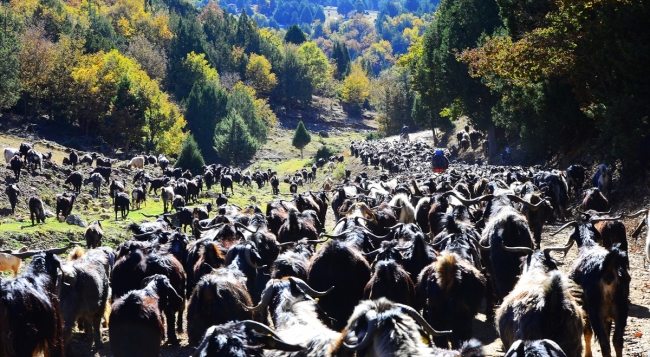 Karakeçili Yörükleri zorlu kış göçünü tamamladı