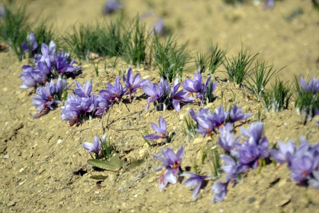 Mucize bitkinin kilosu 30 bin lira