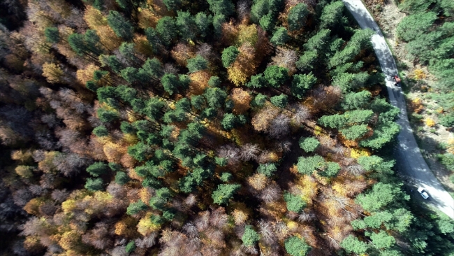 Kunduz Ormanları'nda sonbahar güzelliği