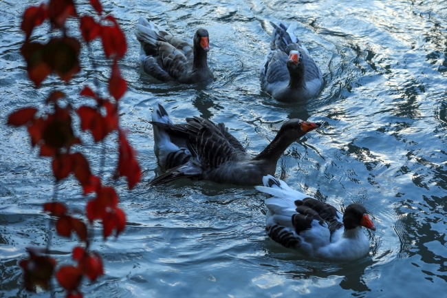 Tohma Kanyonu ziyaretçilerine sonbaharın güzelliğini yaşatıyor