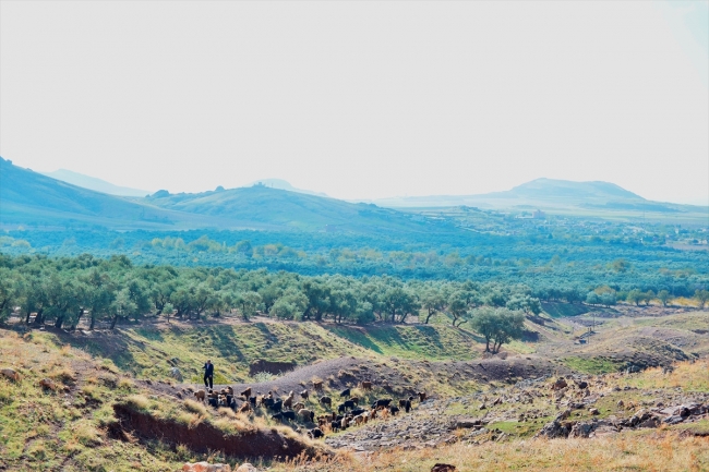 Şehit kaymakamın dünyaya tanıtmak istediği zeytinler filizlendi