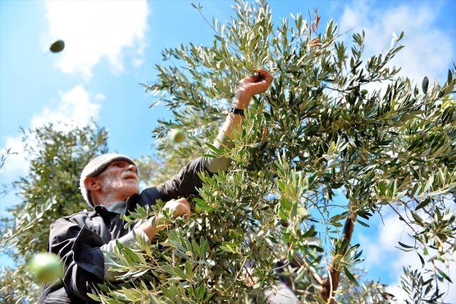 Şehit kaymakamın dünyaya tanıtmak istediği zeytinler filizlendi