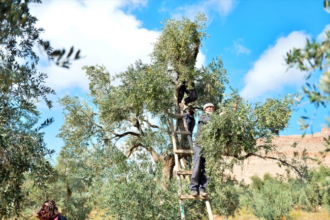 Şehit kaymakamın dünyaya tanıtmak istediği zeytinler filizlendi