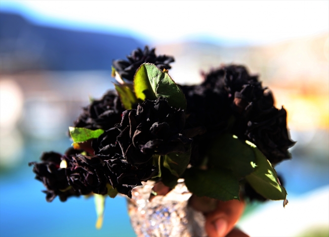 "Karagül"ün ünü ve kullanım alanı artıyor