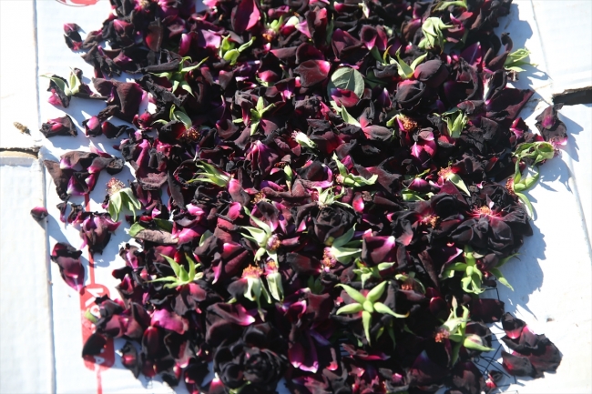 "Karagül"ün ünü ve kullanım alanı artıyor