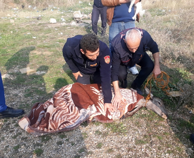 Köpeklerden kaçarken denize atlayan ceylan kurtarıldı