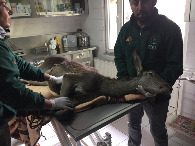 Köpeklerden kaçarken denize atlayan ceylan kurtarıldı