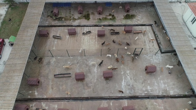 Hükümlülerden sahipsiz köpeklere sıcak yuva