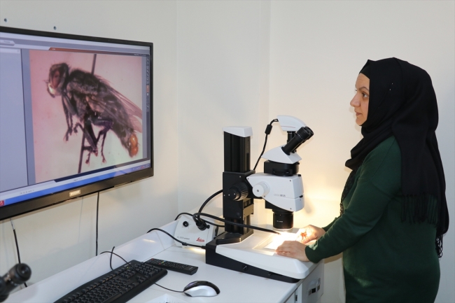 4 bin tür böceğin sergilendiği "Böcek Müzesi" bilimsel çalışmalara hizmet ediyor