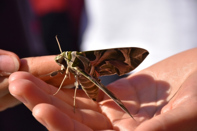 Nadir rastlanan mekik kelebeği Marmaris'te görüldü