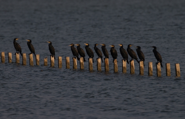 İzmir Kuş Cenneti'nde gün batımı