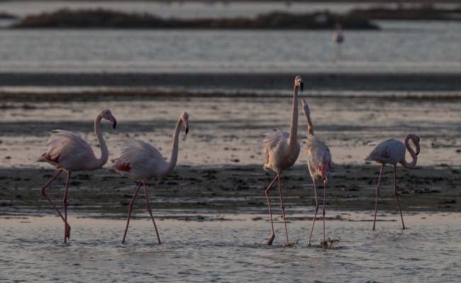 İzmir Kuş Cenneti'nde gün batımı