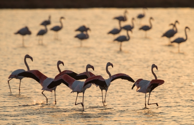 İzmir Kuş Cenneti'nde gün batımı