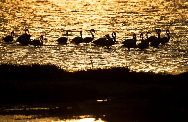 İzmir Kuş Cenneti'nde gün batımı