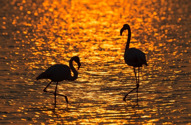 İzmir Kuş Cenneti'nde gün batımı