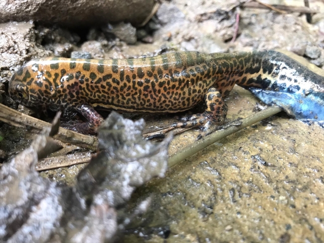 Rize'de nesli tükenmekte olan "Kafkas semenderi" görüntülendi