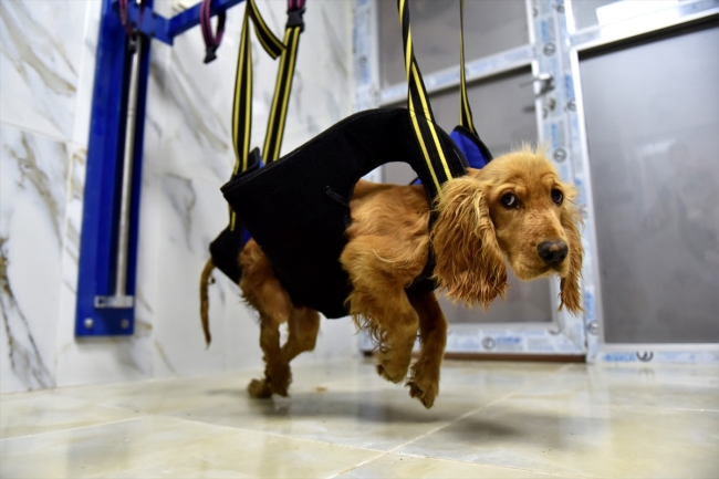 Yaralı sokak hayvanlarına masajlı ve havuzlu tedavi uygulanıyor