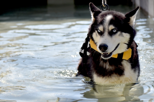 Yaralı sokak hayvanlarına masajlı ve havuzlu tedavi uygulanıyor