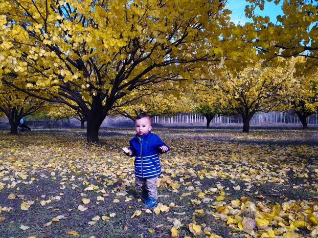 Iğdır'ın kayısı bahçelerinde kartpostallık görüntüler oluştu