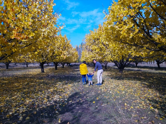 Iğdır'ın kayısı bahçelerinde kartpostallık görüntüler oluştu