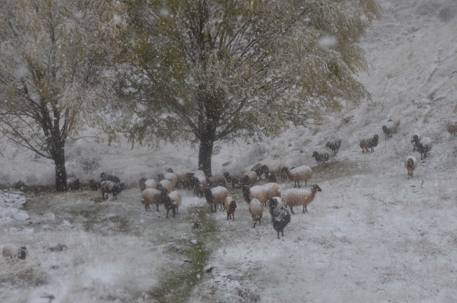 Muş ve Bitlis'te yoğun kar yağışı etkili oldu