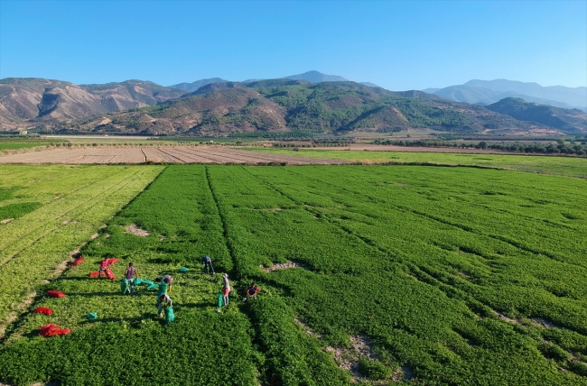 Hatay maydanozuna ilgi artıyor