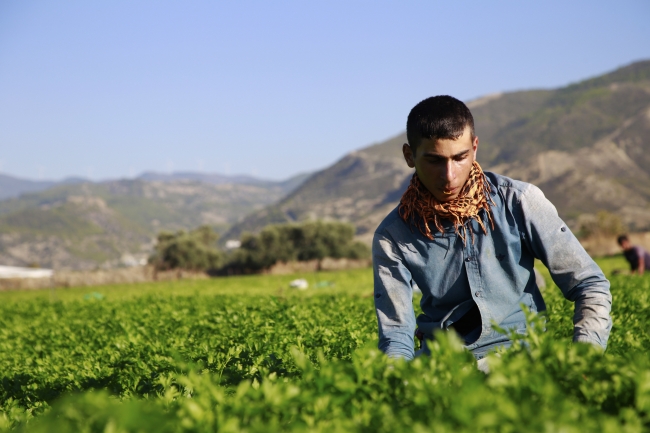 Hatay maydanozuna ilgi artıyor