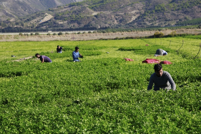 Hatay maydanozuna ilgi artıyor