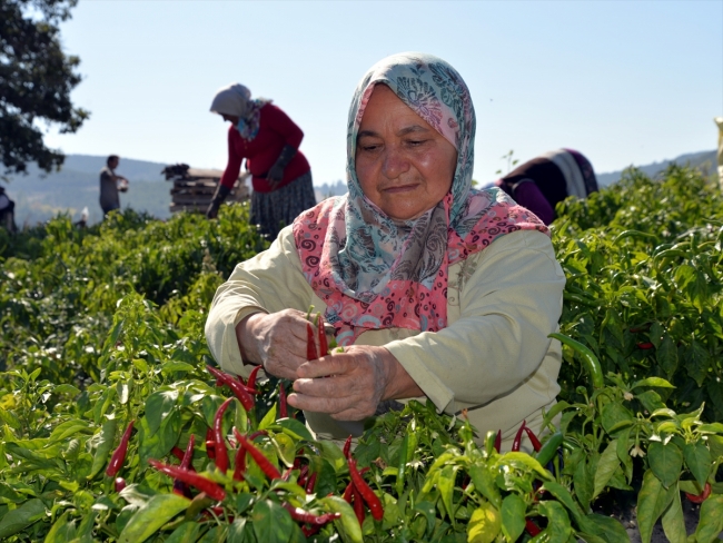 Bilecik'in balkonlarda kurutulan kırmızıbiberleri sofraları lezzetlendiriyor