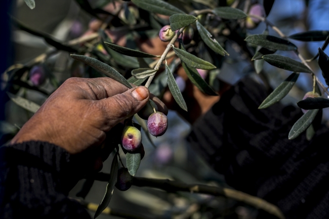 Çanakkale'de zeytinlerin yağa dönüşme yolculuğu başladı