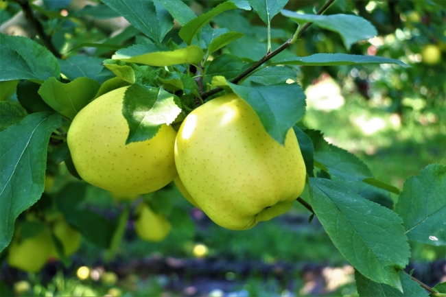 Isparta elması üreticinin yüzünü güldürdü