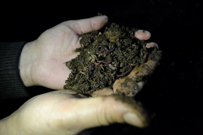 Ev kadını "solucan gübresi" ile ticarete atıldı