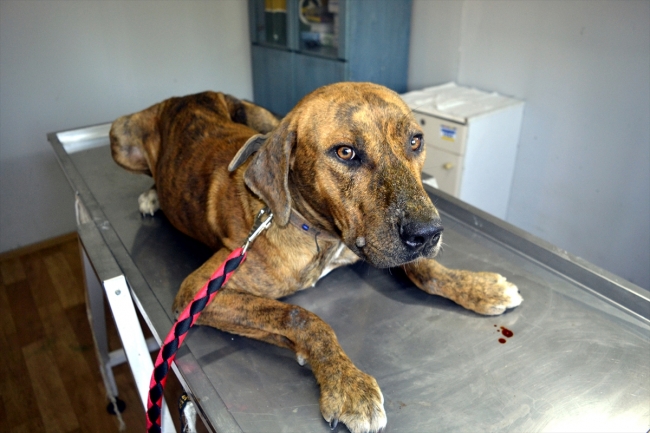 Ölmek üzereyken bulunan sokak köpeği "Tiger" hayata tutundu