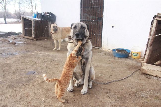 Kangallarla kedilerin dostluğu dikkat çekiyor