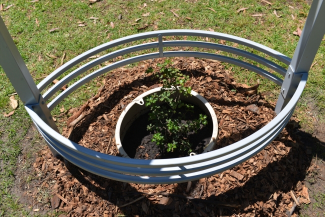 Gelibolu meşesi Melbourne'da dikildi