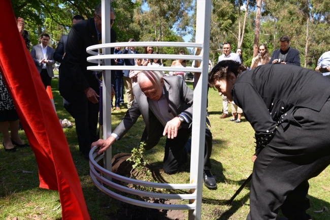 Gelibolu meşesi Melbourne'da dikildi