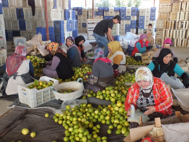 Mersin'de üreticiler limonu yaza saklıyor