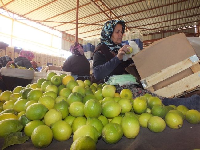 Mersin'de üreticiler limonu yaza saklıyor
