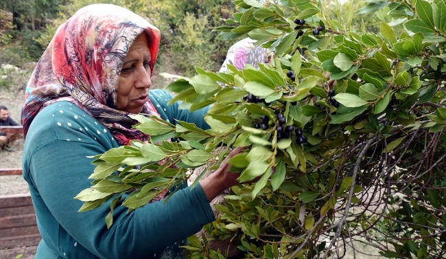 Hataylı köylülerin yaptığı defne yağı yurt dışından da talep görüyor