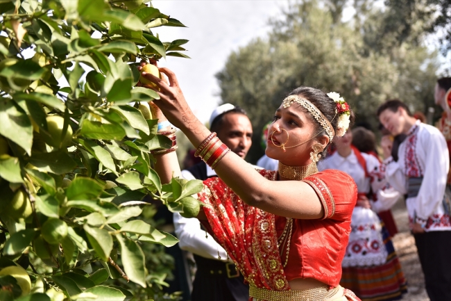 30 ülkeden geldiler, yöresel kıyafetleriyle narenciye topladılar