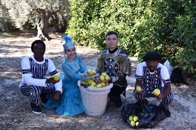 30 ülkeden geldiler, yöresel kıyafetleriyle narenciye topladılar