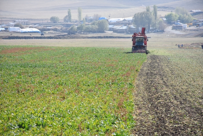 Pancarın şekere "tatlı" yolculuğu başladı