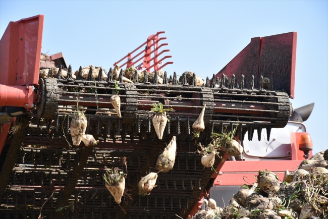 Pancarın şekere "tatlı" yolculuğu başladı