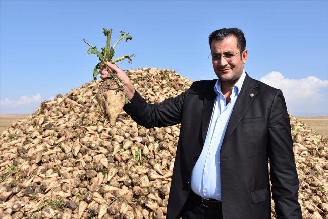 Pancarın şekere "tatlı" yolculuğu başladı