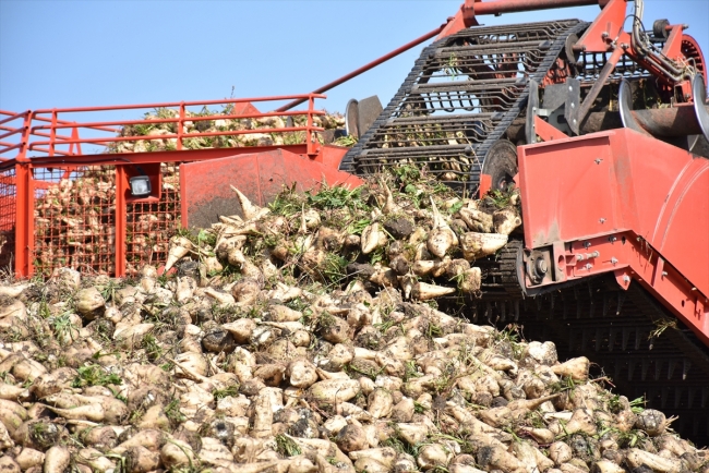 Pancarın şekere "tatlı" yolculuğu başladı