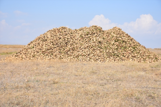 Pancarın şekere "tatlı" yolculuğu başladı