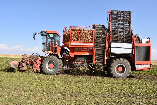 Pancarın şekere "tatlı" yolculuğu başladı